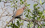 Laughing Dove